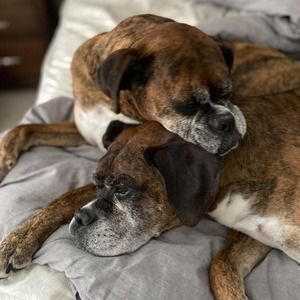 Meet your Posher, Steve